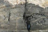 Polished Petrified Tropical Hardwood Limb - Texas #163739-2